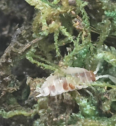 powder orange dalmation isopod